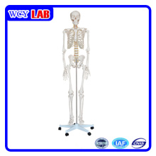 Modèle squelettique humain de 180 cm pour l&#39;enseignement